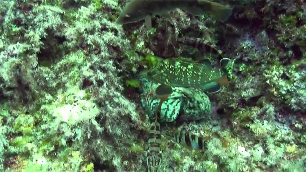 Diving at Cirkewwa on the shallow reefs with Maltaqua