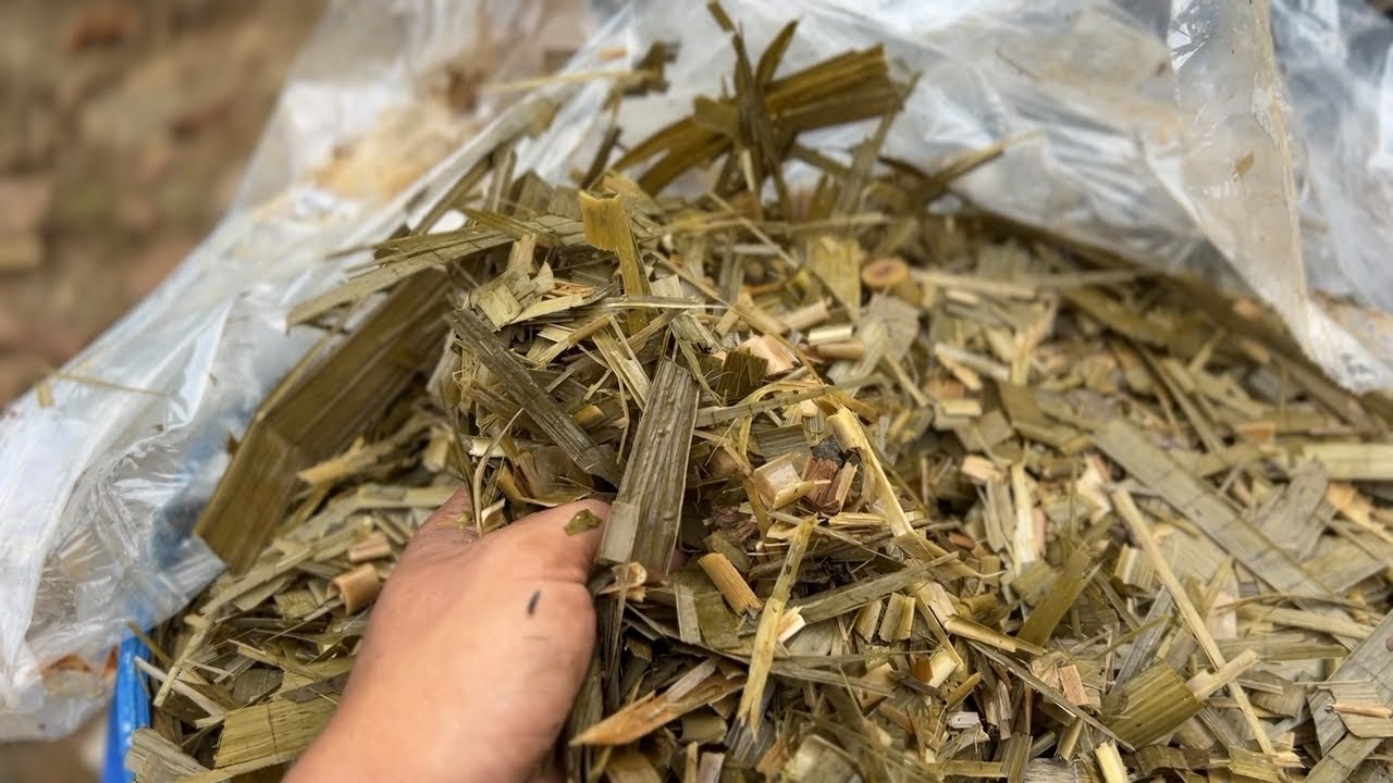 ANO ANG BENEFITS NG SILAGE NAPIER SA MGA KAMBING! PROSESO NG PAGSISILAGE NAPAKADALI LANG GAWIN!