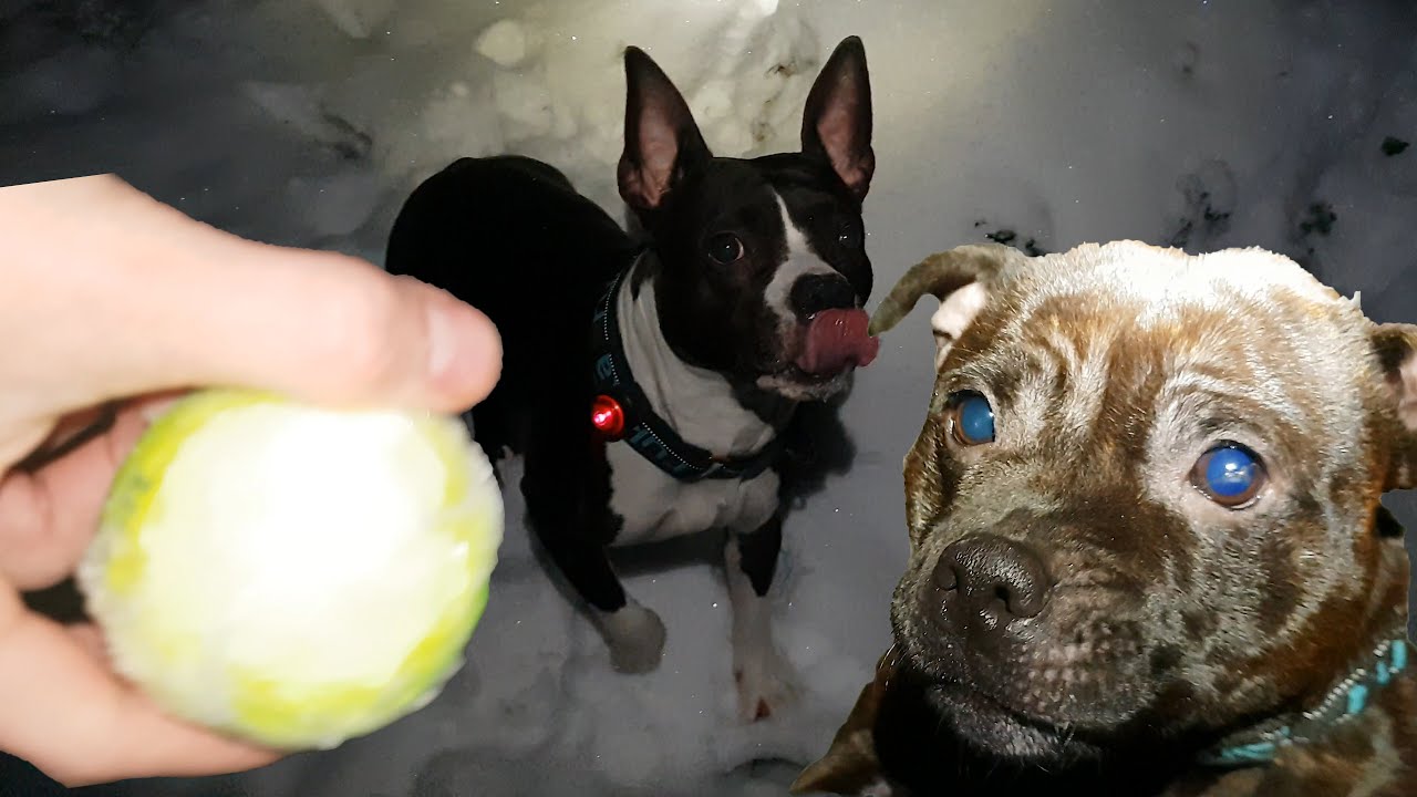 Amstaff VS Staffy - Tracking in Darkness - Staffordshire Bull Terrier