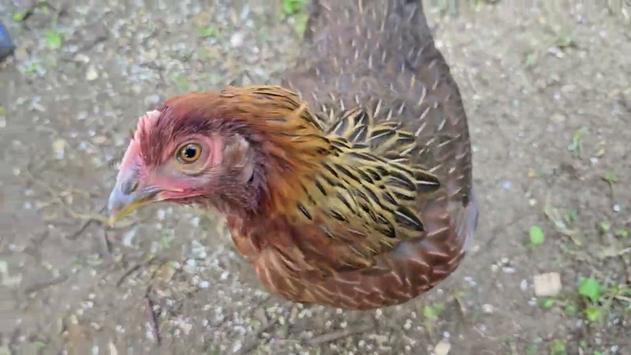 14 Week Old Welsummer Chicks- More Wattle Development