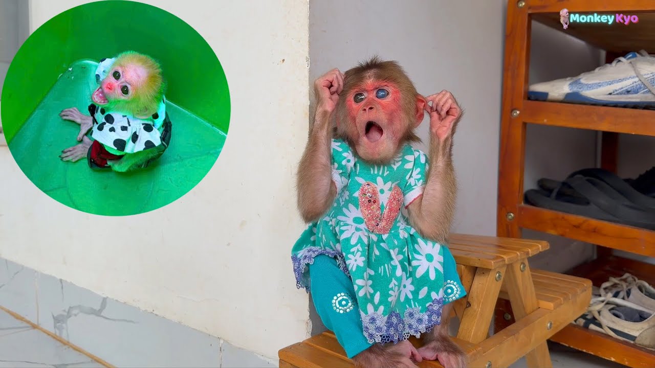 Little Monkey BuNa Suddenly Went Missing… Dad and Kyo Rushed to Find Him!