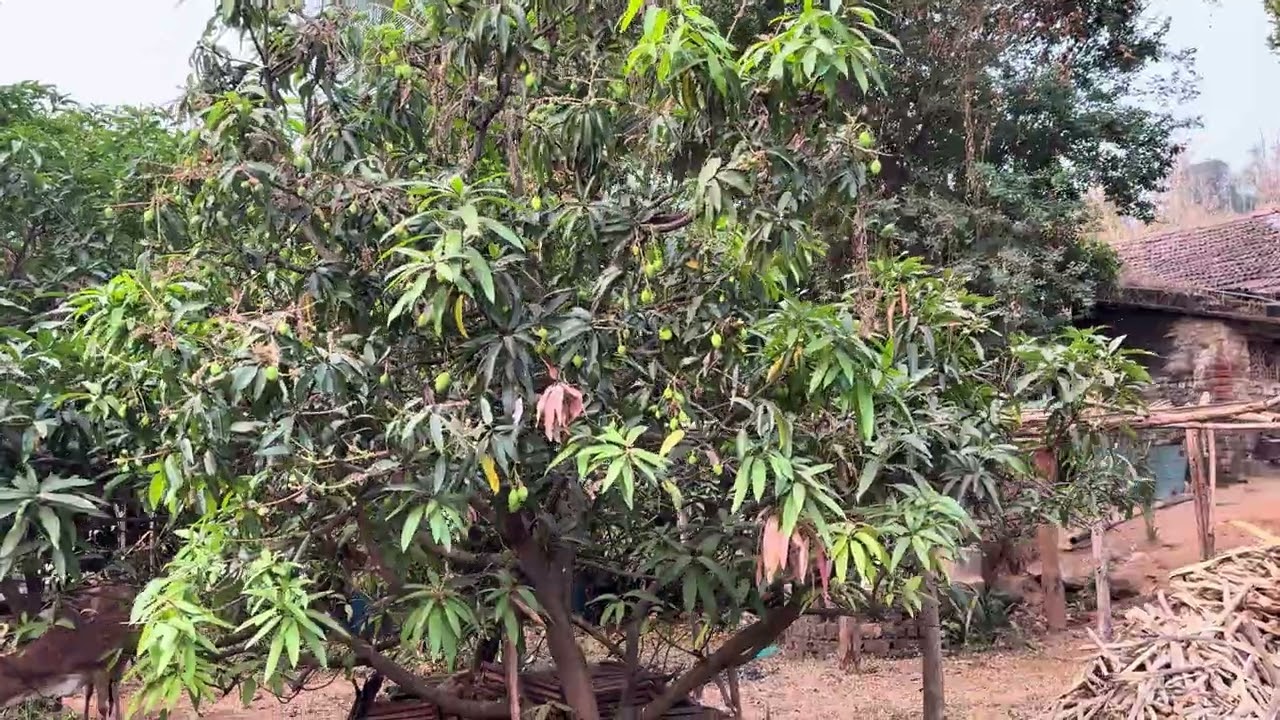 mango fruit setting  #mango #fruits #mangoflowering #farming 