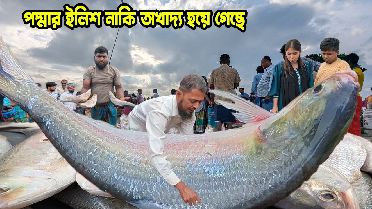 পদ্মার ইলিশ নাকি অখাদ্য হয়ে গেছে টাকা দিয়ে এখন আর কেউ কিনতে চায় না | cheap price hilsa fishmarket