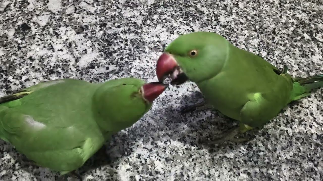 March 17, 2026 kittu mitthu 🦜masti krte huye 😍#followlike #talkingparot #beautifulparrot kittu 🥰