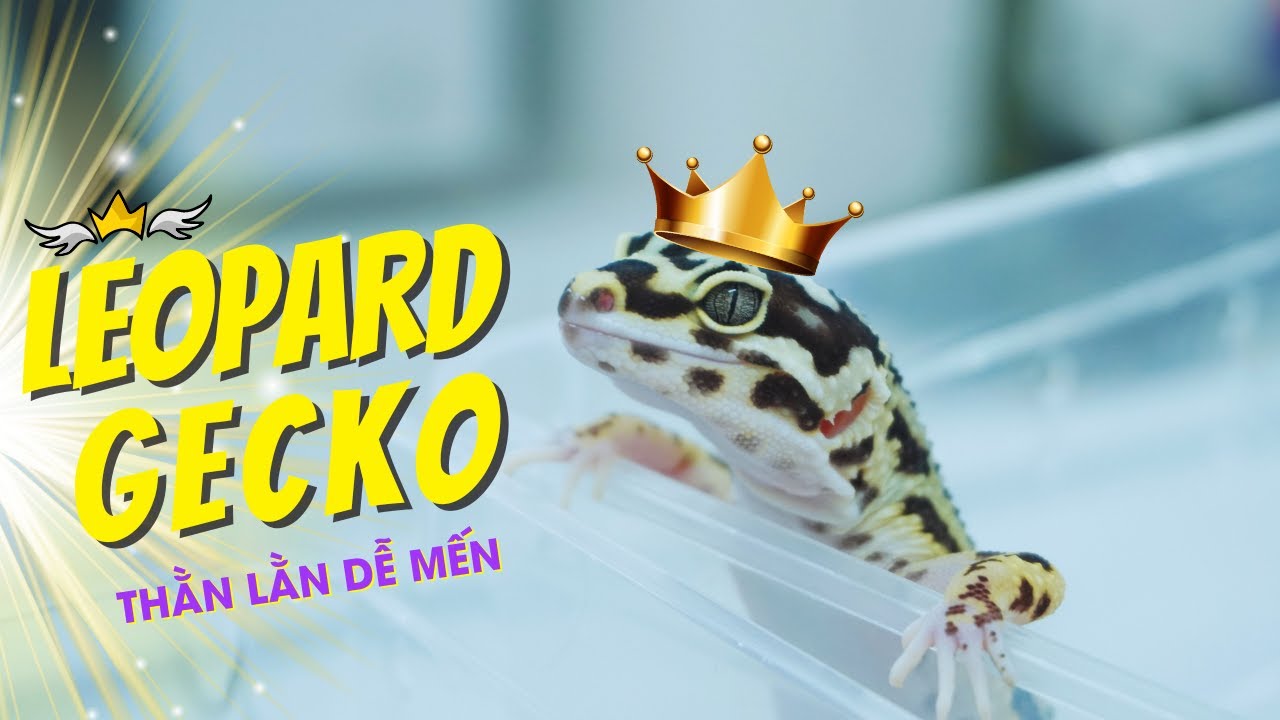 LEOPARD GECKO-KẺ THỐNG TRỊ TÍ HON BÒ SÁT VIỆT