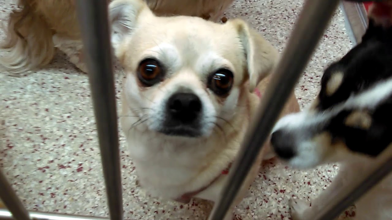 Doggies Adoptable in Tucson at Pima Animal Care Center -Dobby-Bandit -"Hopper"-"Reno"  on 4-1-18