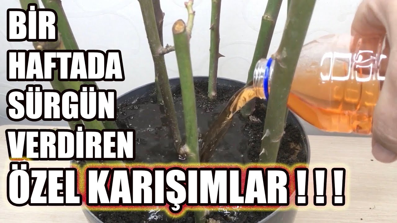Gül Nasıl Çoğaltılır ? Gül Çelikten Çoğaltma, Gül Köklendirme
