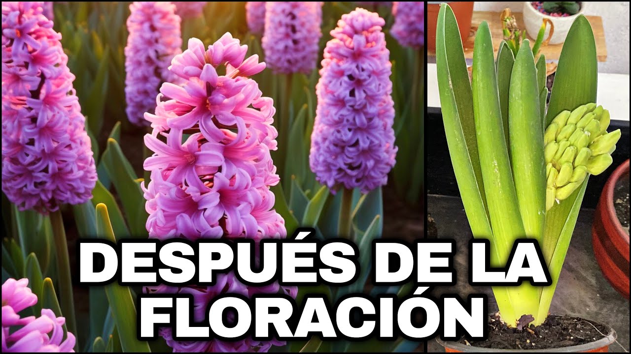 Que Hacer DESPUES De La FLORACIÓN De JACINTO o HYACINTHUS
