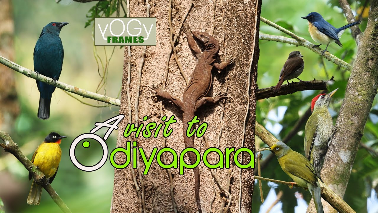 #Odiyapara