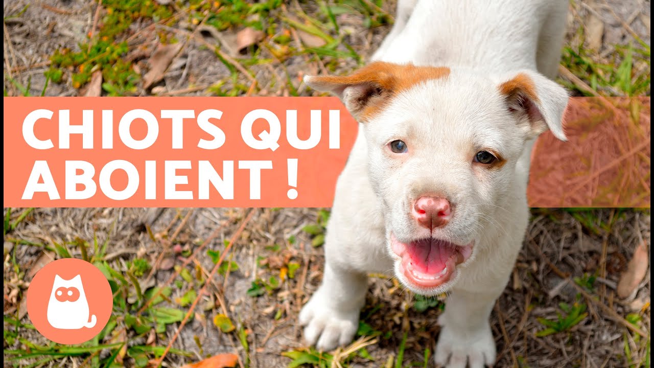 CHIOTS qui ABOIENT 🐶 🔊 vid&eacute;o de chiot MIGNON et ADORABLE !