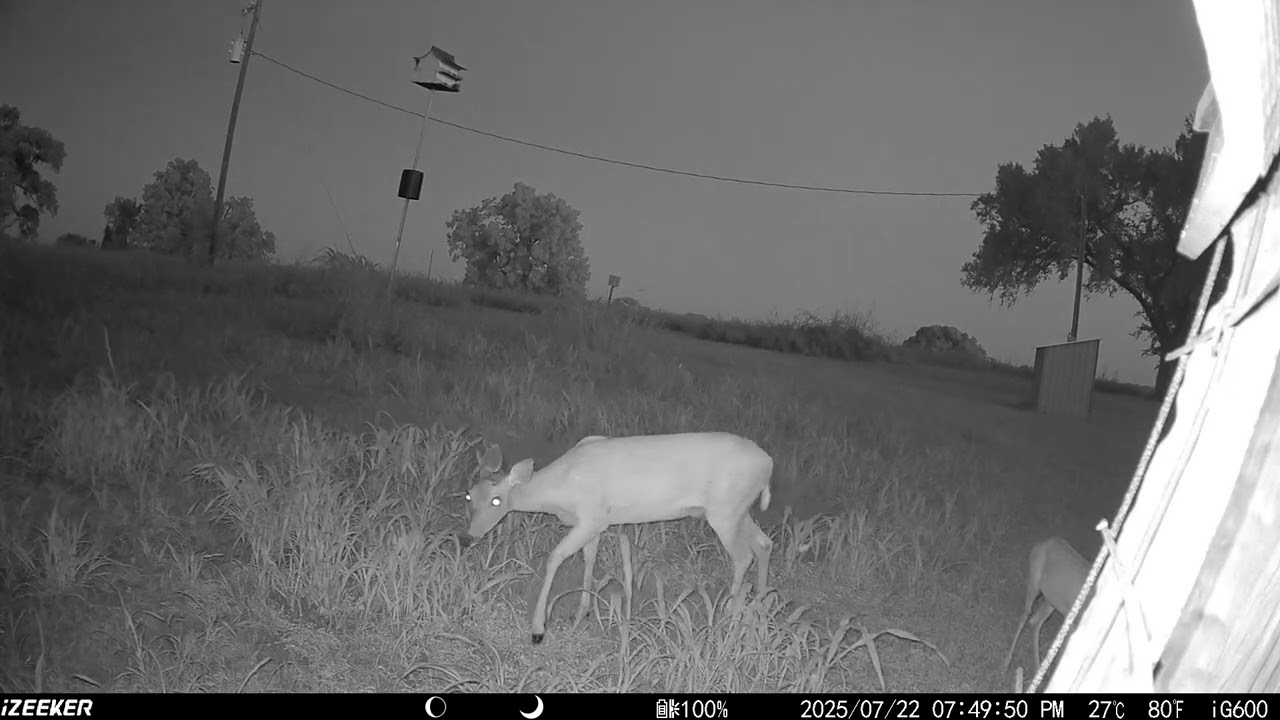 Doe and Fawn on iZeeker iG600 Trail Camera