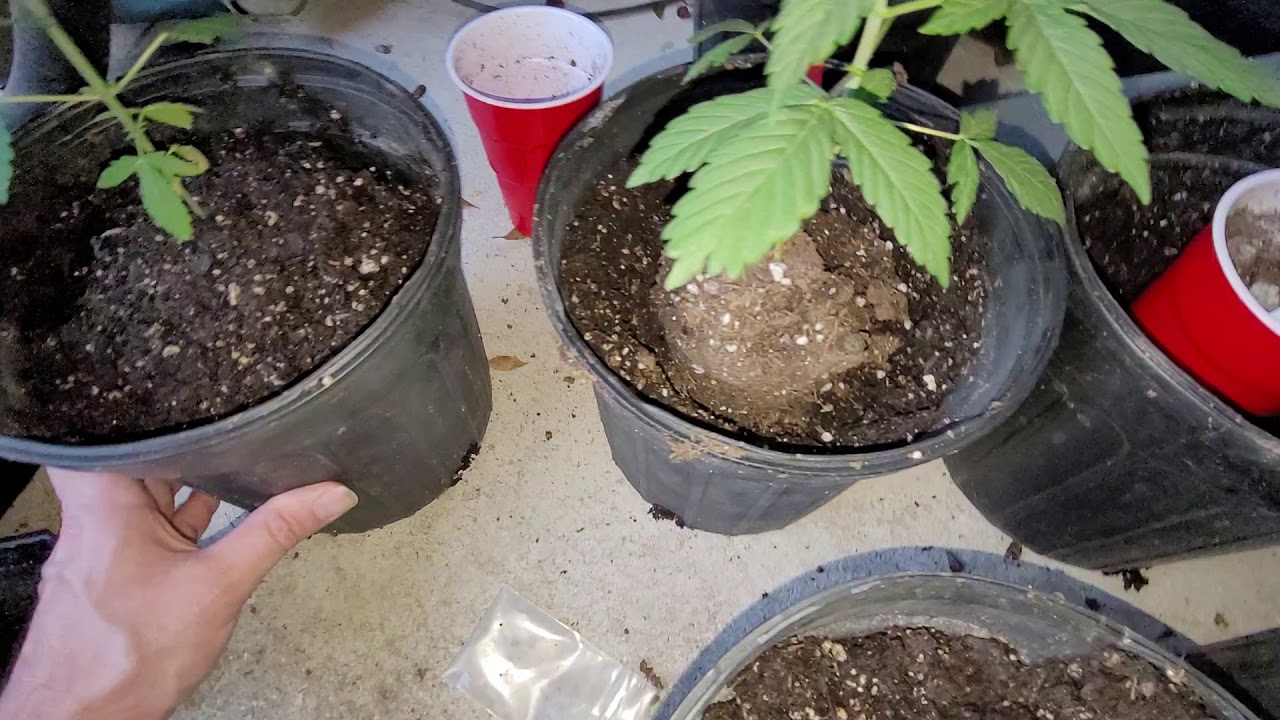 How to Transplant Cannabis in Fox Farm Soil deadpanhead Genetics Peach Skunk & Hash Mintz