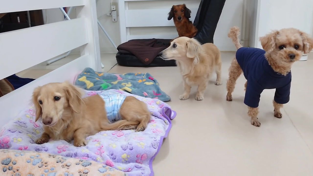 ダックスずとトイプードルのめる　🐶ひみつきちなう！①🐶  2026年1月16日