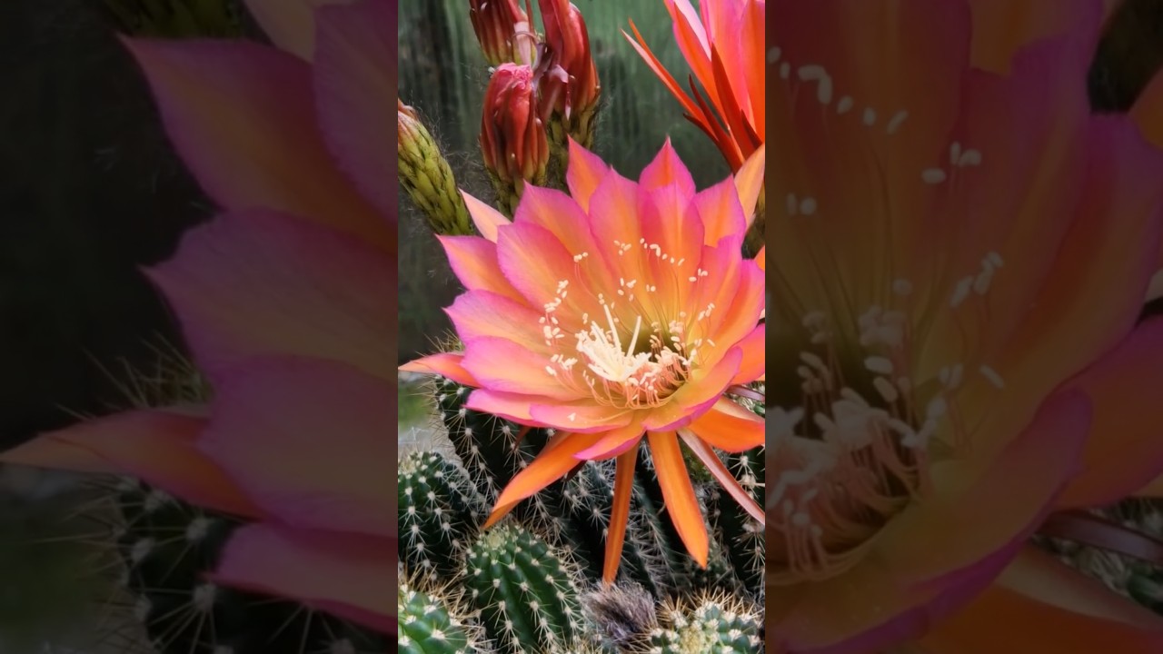 And here's an update from this morning! #cactus #flowers #nature #gardening #cactusjerk