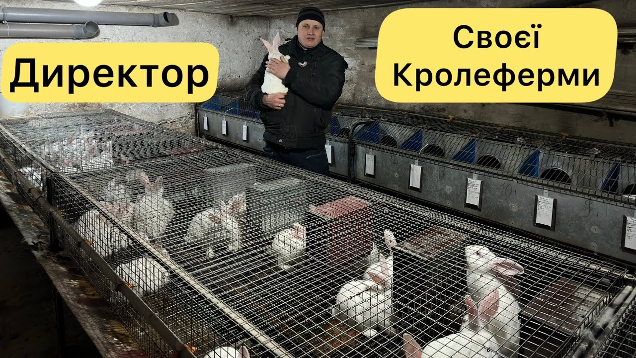 НАЙЛЕГШЕ ТРИМАТИ КРОЛІ - КИНУВ ЇСТИ РОСТУТЬ!? САМ СОБІ НАЧАЛЬНИК КРОЛЕФЕРМИ!