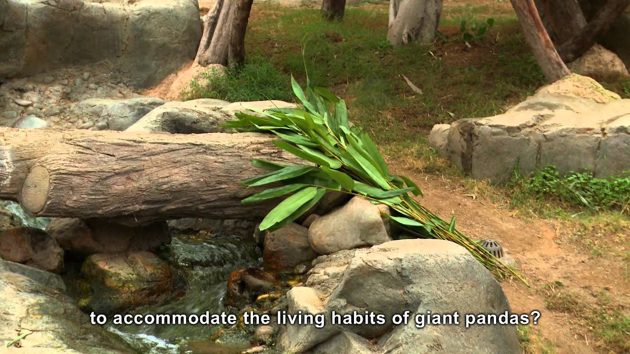 【Ocean Park Channel】Ocean Park InsideTrax Episode 2 -- The Secret Life of a Giant Panda (HD 1080)