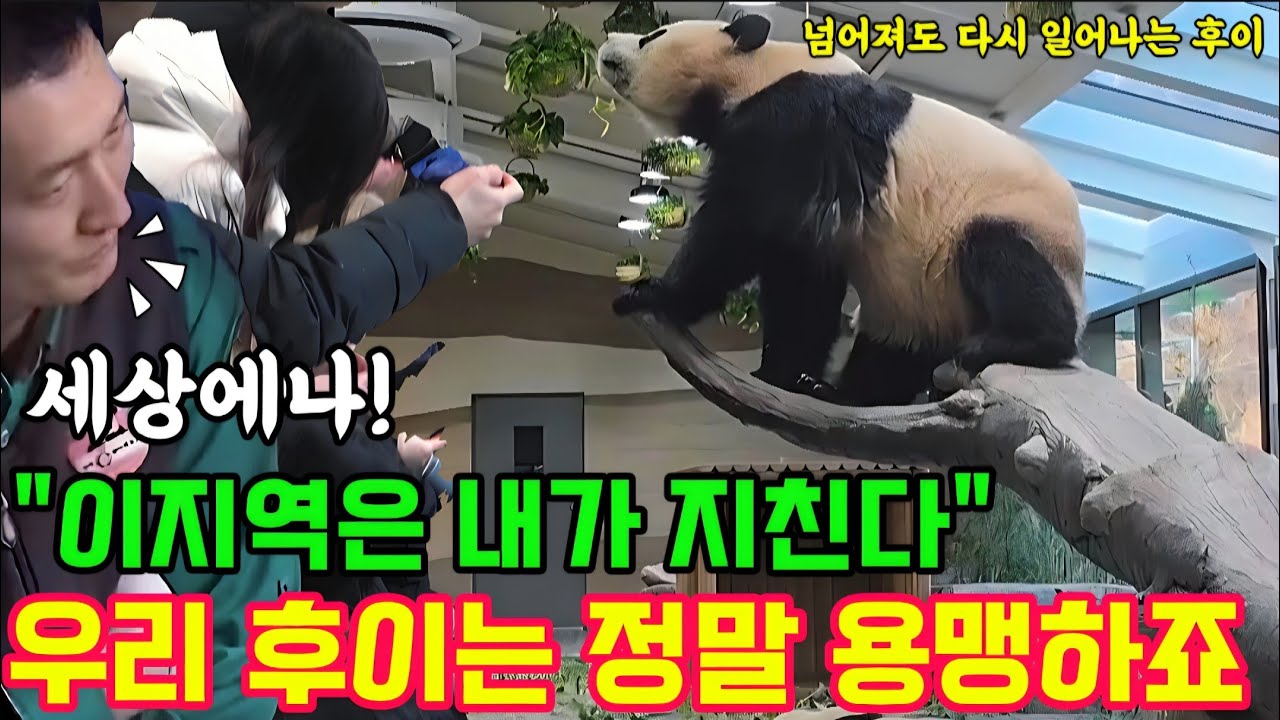 에버랜드 세컨하우스 1월22일 후이는 언니보다 피지컬 은 작지만 용맹한 투지를 보이며 서열을 지키고자...