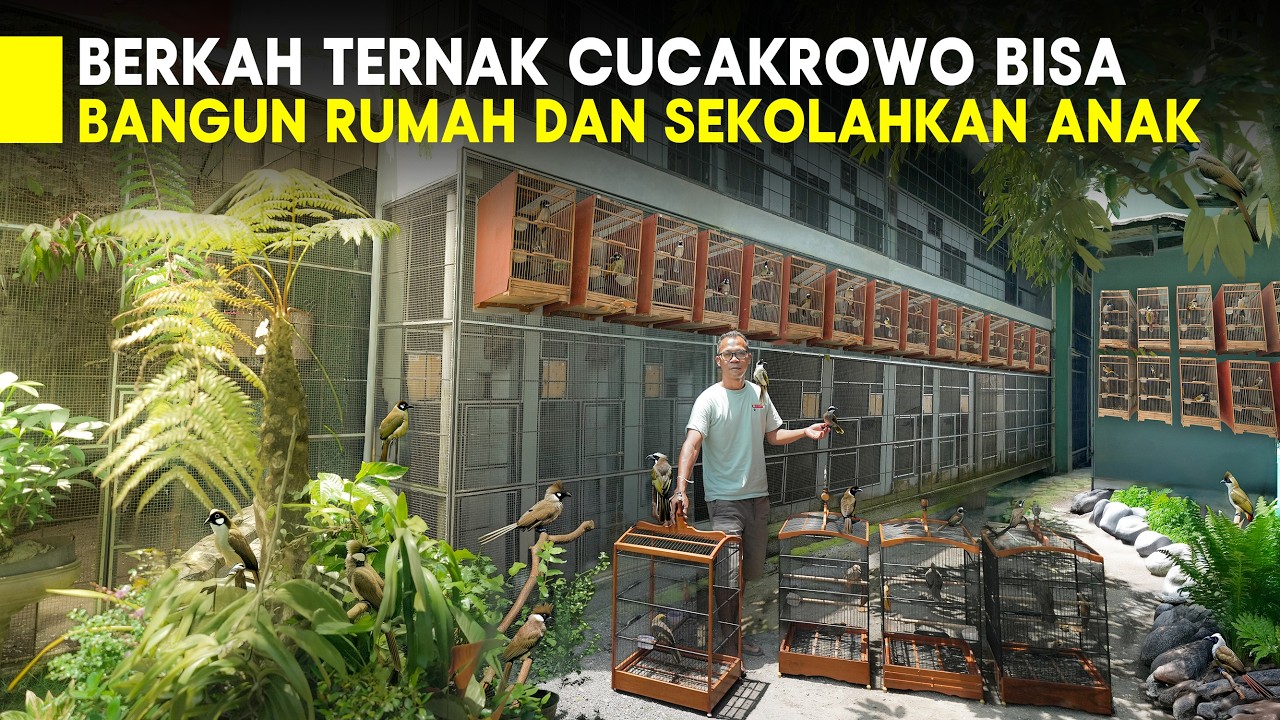 KELUAR DARI HIDUP SUSAH BERKAT BURUNG CUCAK ROWO KINI HIDUP LEBIH SEJAHTERA