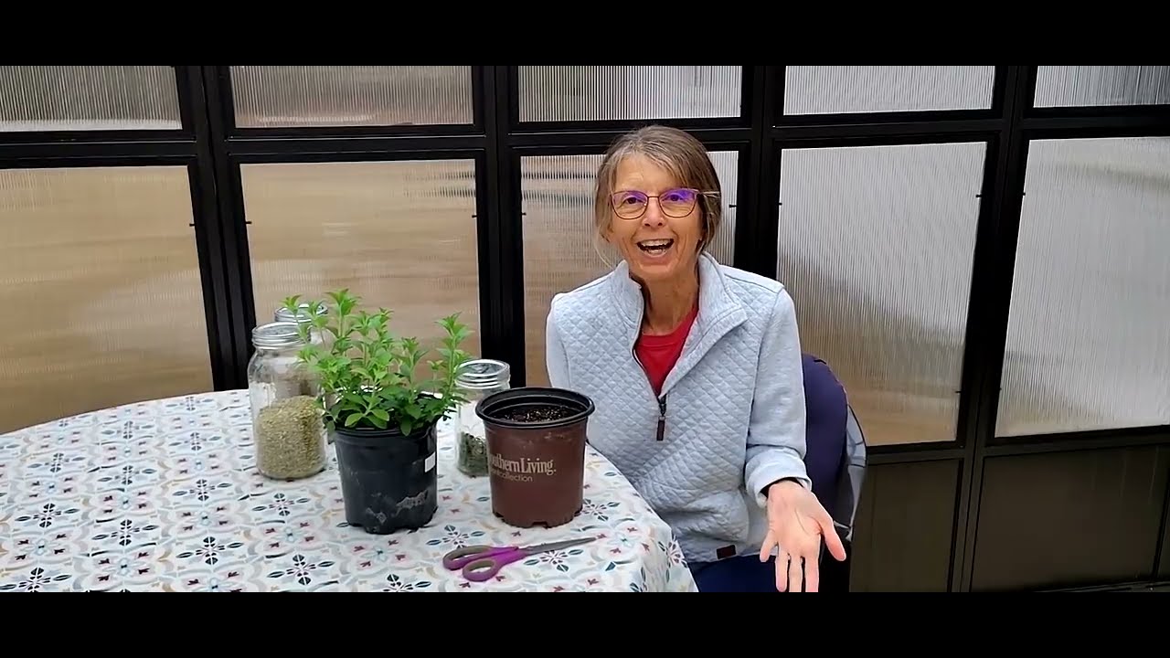 Propagating Stevia