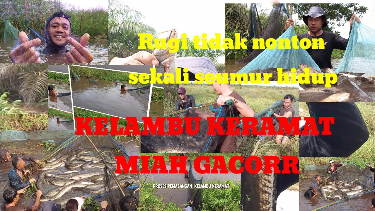 KELAMBU KERAMAT MIAH GACORR