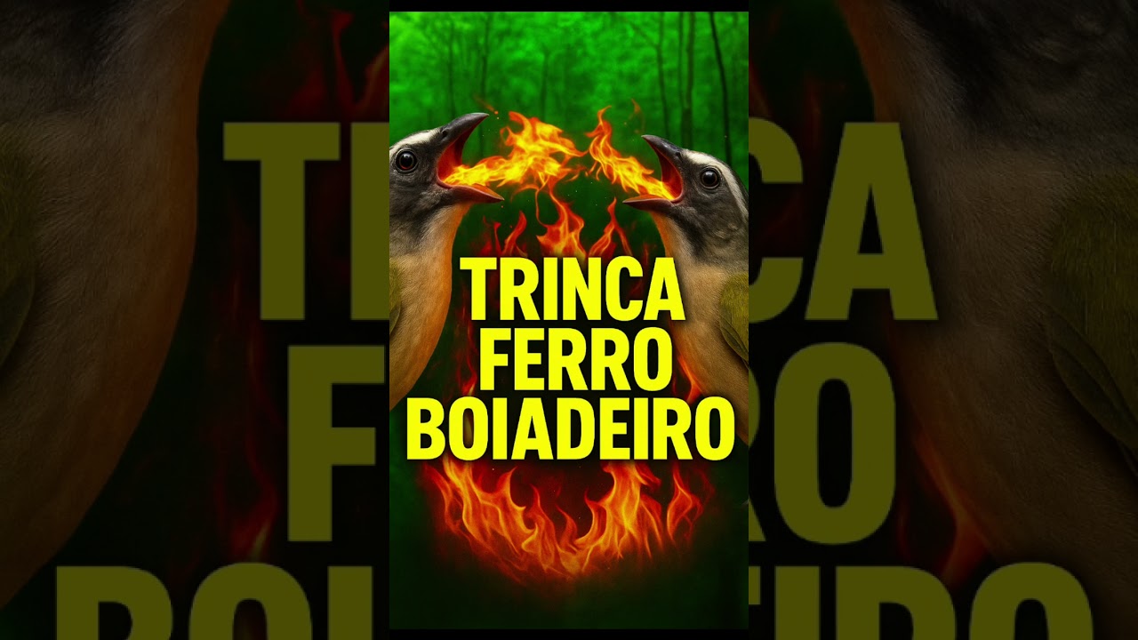 CANTO DO TRINCA FERRO BOIADEIRO ESQUENTAR TRINCA FERRO