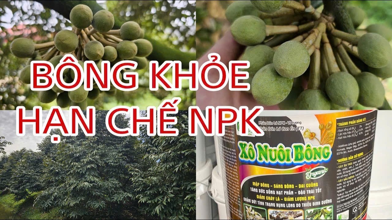 Tây Ninh_ Xử lí Nuôi Bông, Nuôi Lá hạn chế NPK, giảm chi phí.
