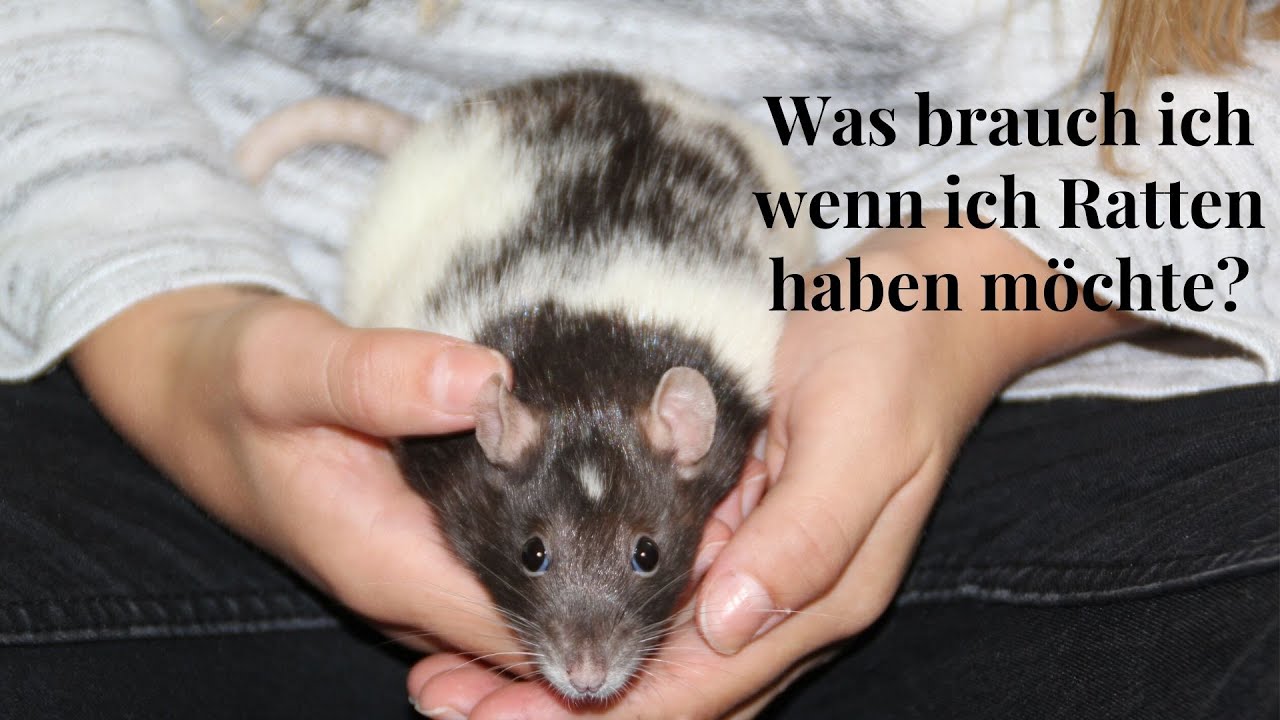 Was brauche ich, wenn ich Ratten haben möchte.