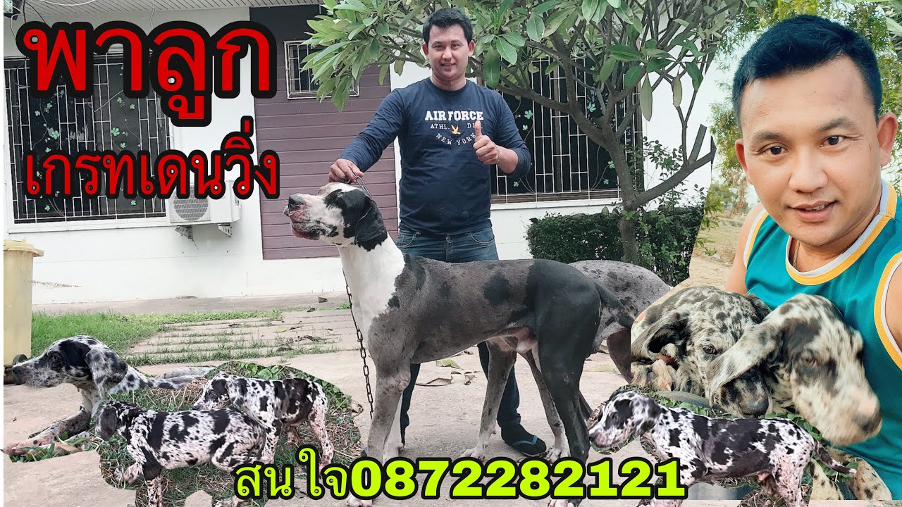 แบ่งๆๆๆสุนัขพันธุ์เกรทเดน0872282121