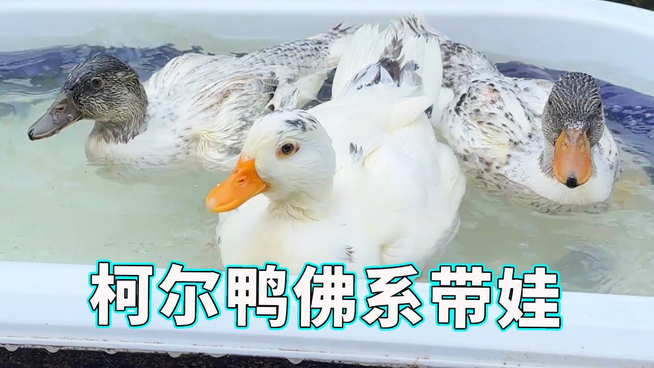 【佛系柯尔鸭】柯尔鸭孵蛋三天打鱼两天晒网，没想到真的成功了，小鸭子真是福大命大！【天下一场梦】