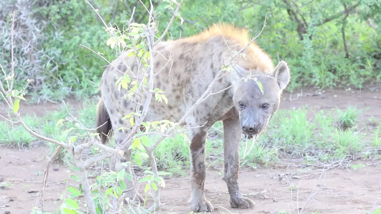 Mother hyena calling