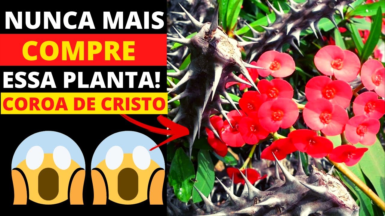 🔴 NUNCA MAIS COLOQUE ESSA PLANTA NA SUA CASA! [ COROA DE CRISTO ] PLANTA! SEM VER ISSO 😱