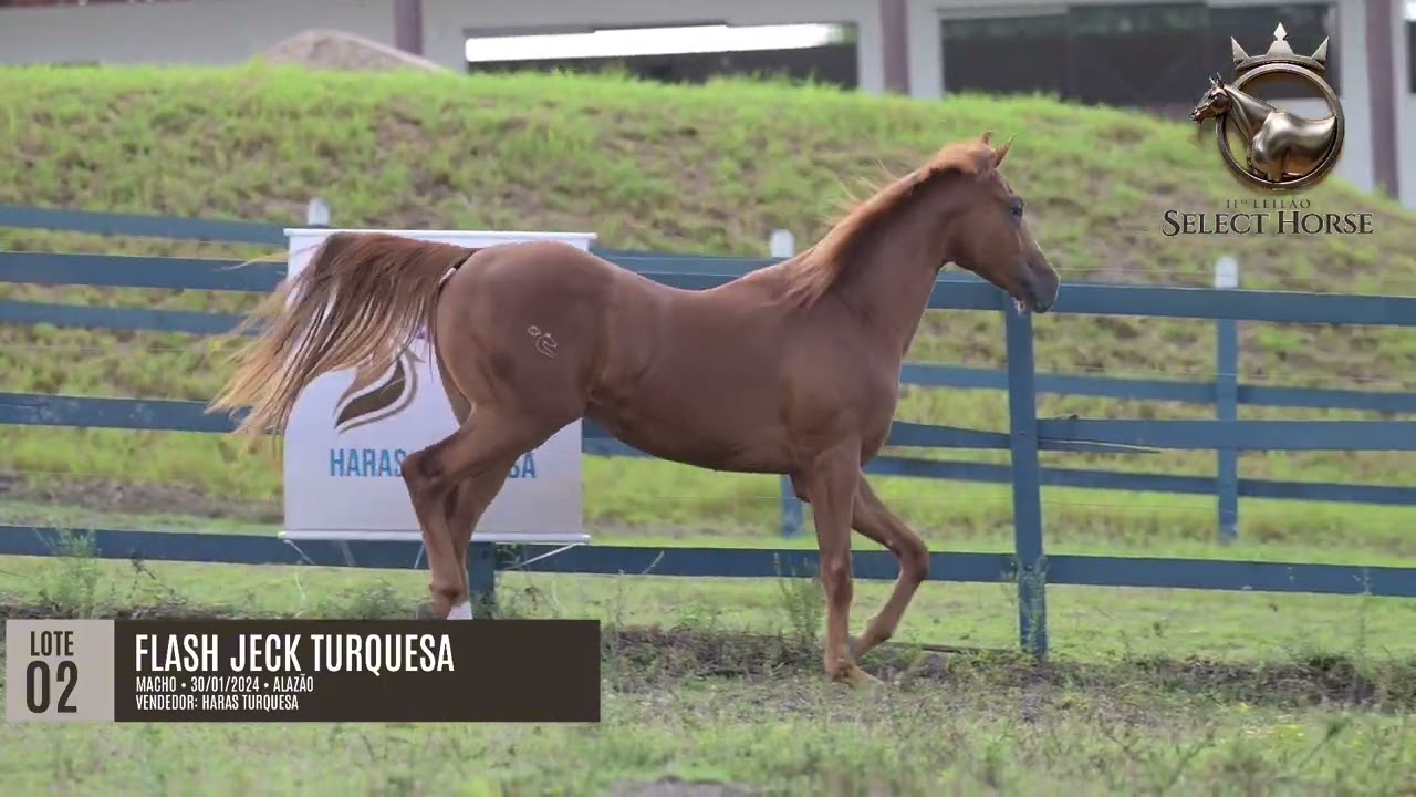 LOTE 02 -  FLASH JECK TURQUESA