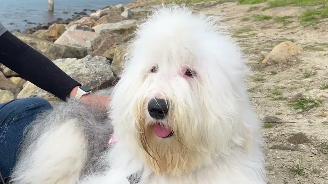 Meet Grace and Cinder: Animal Visitation Volunteers