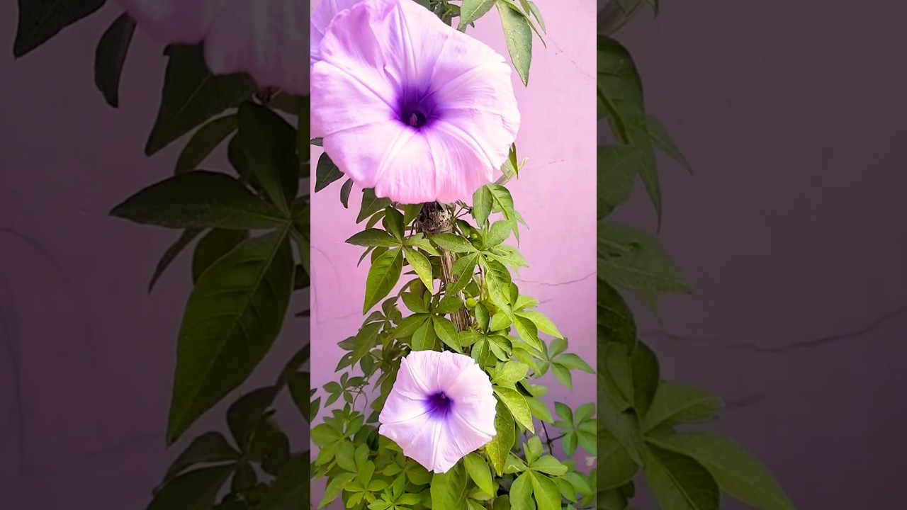 Japanese morning glory flower's #arrahman #song