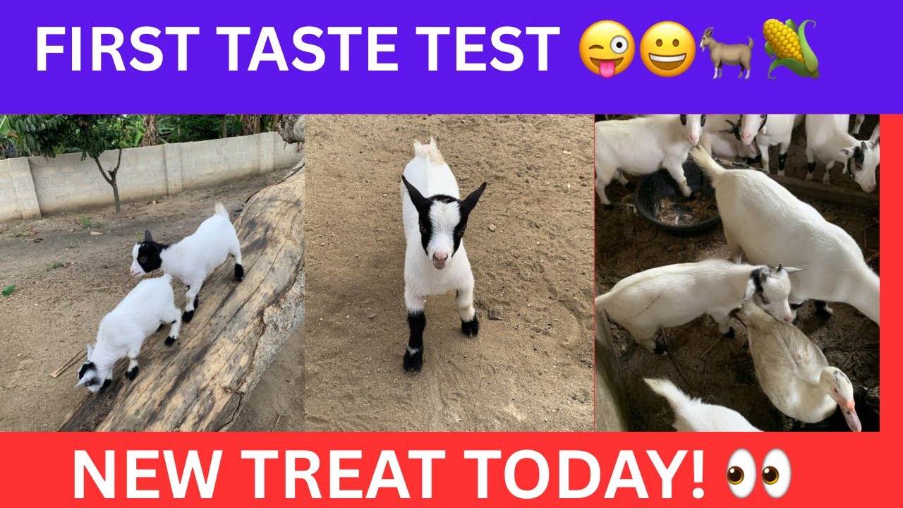 Baby Goat First Taste Test — New Farm Treat Today! 🐐🌽 (Live)