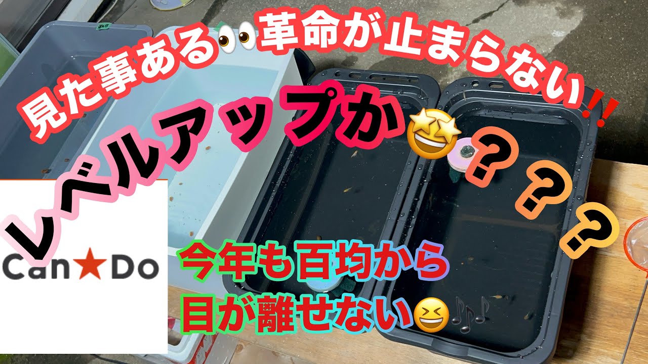 (メダカ)ダルマメダカにピッタリな容器発見！セリア、ダイソー、キャンドゥ今年もやりますねー🤩