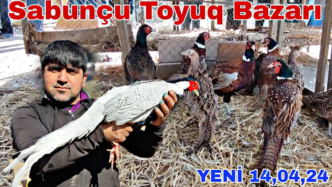 Sabunçu Toyuq Bazarı 14 aprel 2024. Cücə satışı 0503303013,0506751756