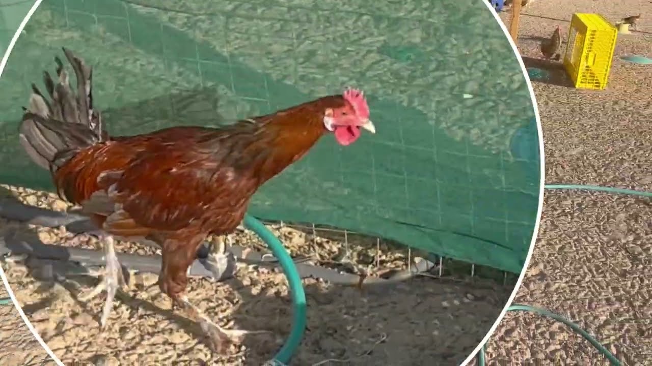 جولة عند الحمام والدجاج