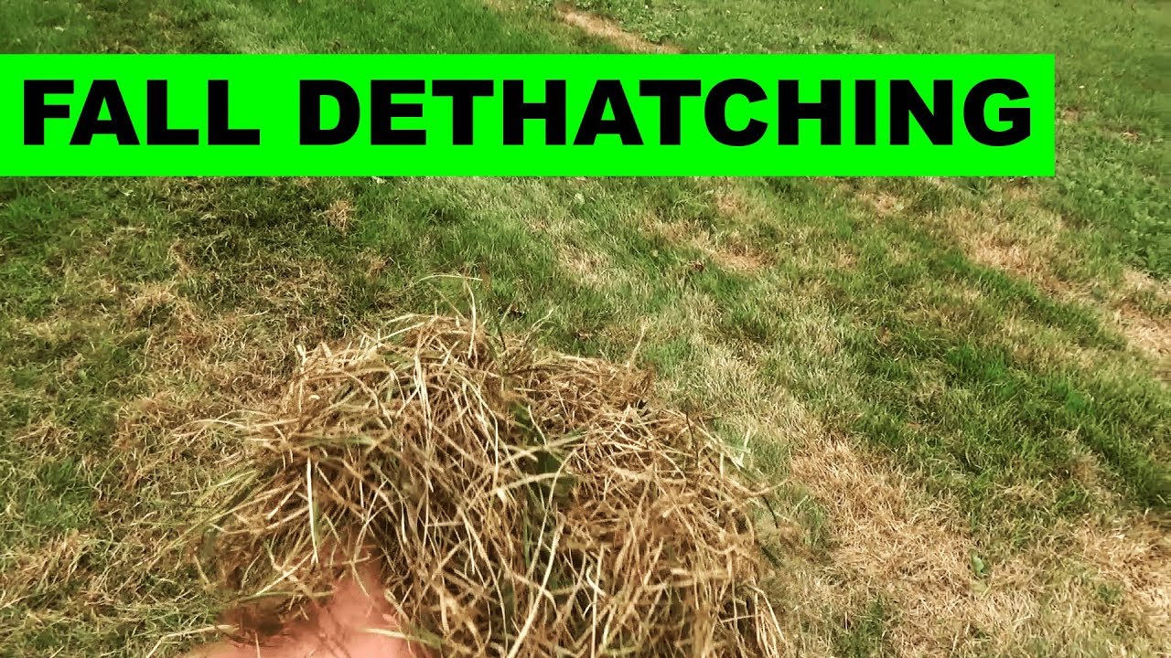 How to dethatch your lawn with a power rake