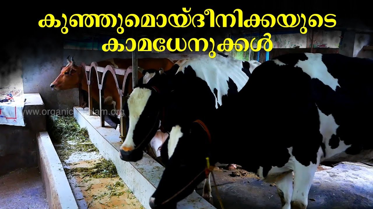Dairy farming | Malappuram | വ്യത്യസ്‌തനായൊരു ക്ഷീരകര്‍ഷകന്‍