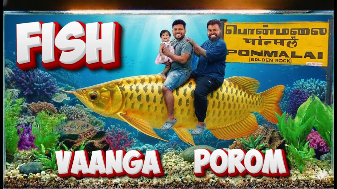 Buying Fish at Trichy Ponmalai Santhai! 🐠 Aquarium Shopping Vlog. TFVlog-1#bettafish #Vlog #funvlog