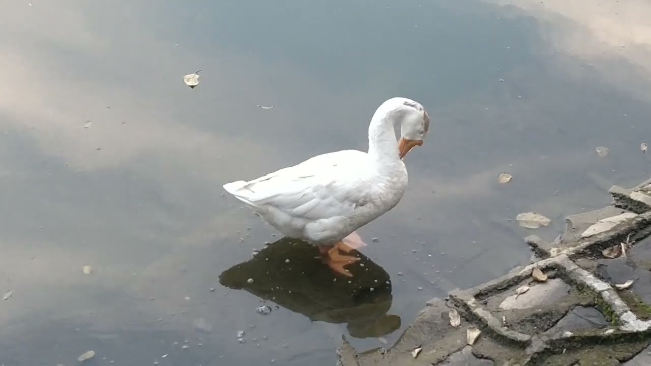 Duck and Goose video | Animals Video | Birds