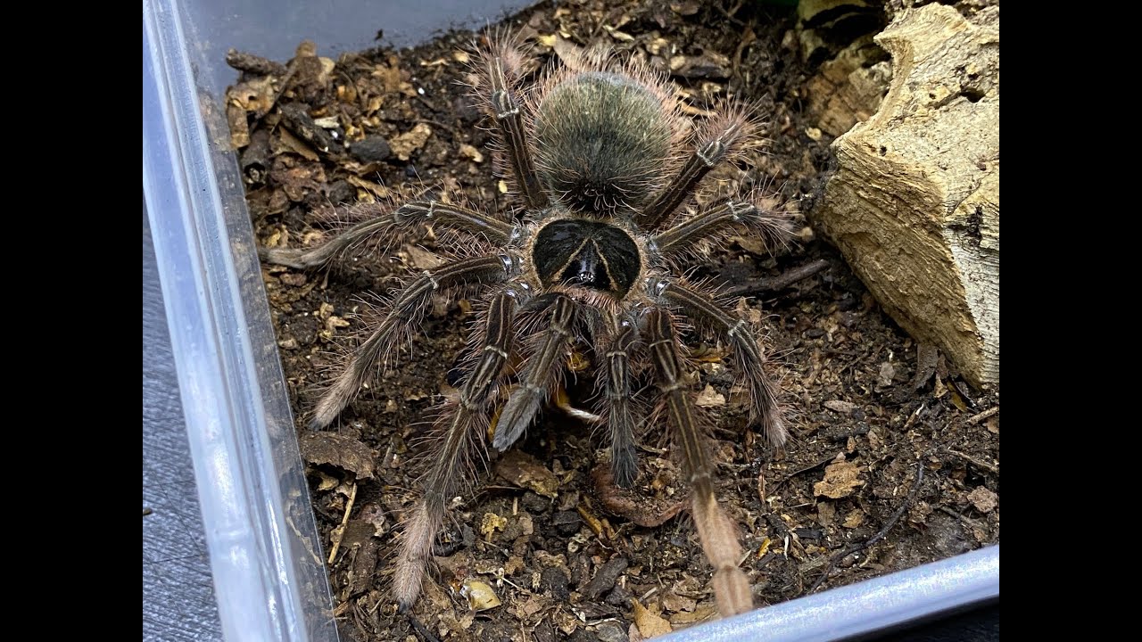 Theraphosa apophysis, розовоногий голиаф, переселение и уход