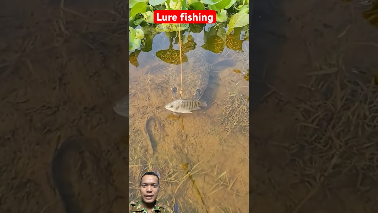 Đi c&acirc;u c&aacute; l&oacute;c bằng mồi c&aacute; r&ocirc; ph&iacute; #fishing #fish #carp #carpfishing #cauca #lure #lurefishing