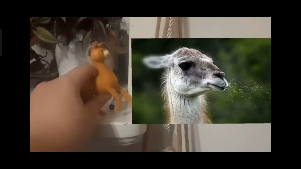 Meet the Animals 111: Llama