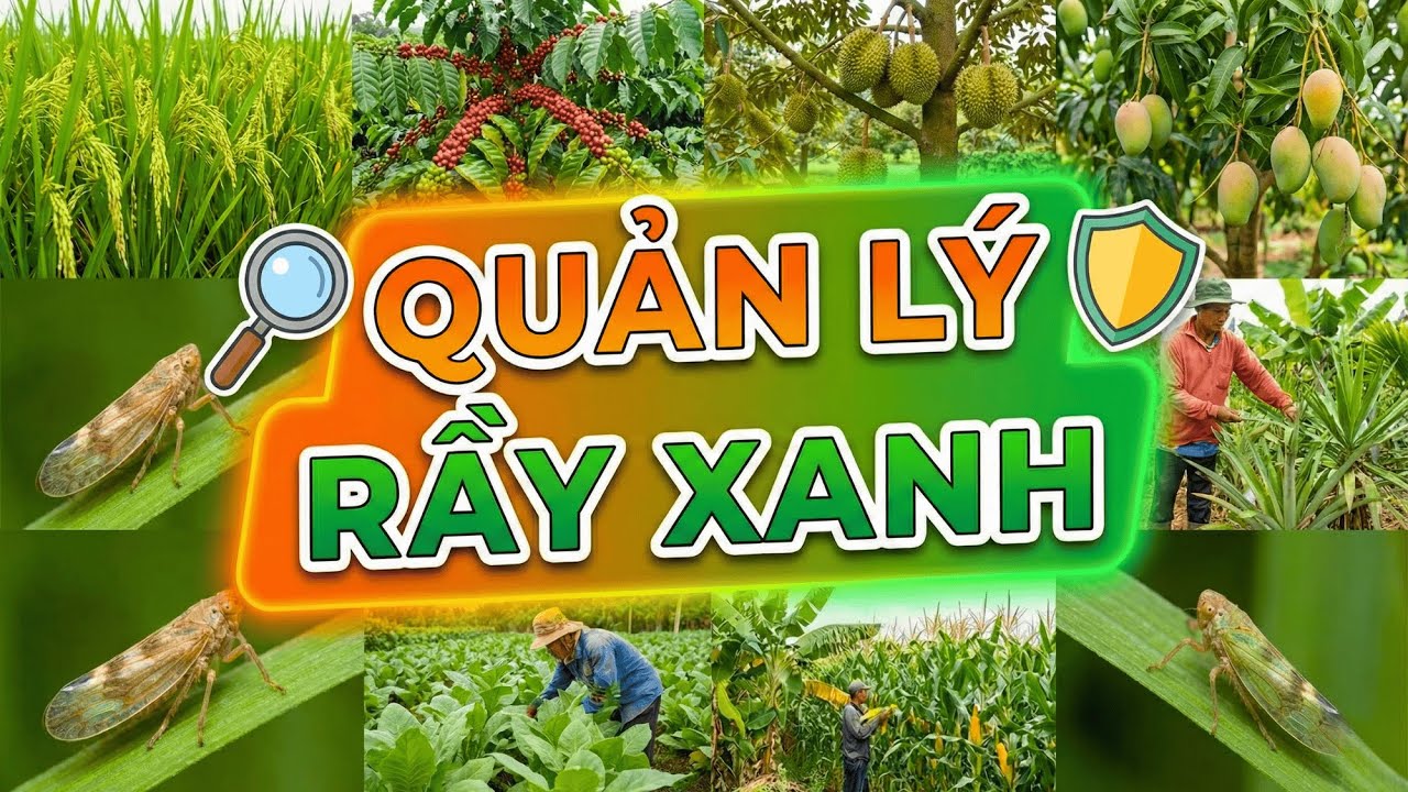 QUẢN LÝ RẦY XANH | HOẠT CHẤT HIỆU QUẢ | THƯ VIỆN NÔNG NGHIỆP
