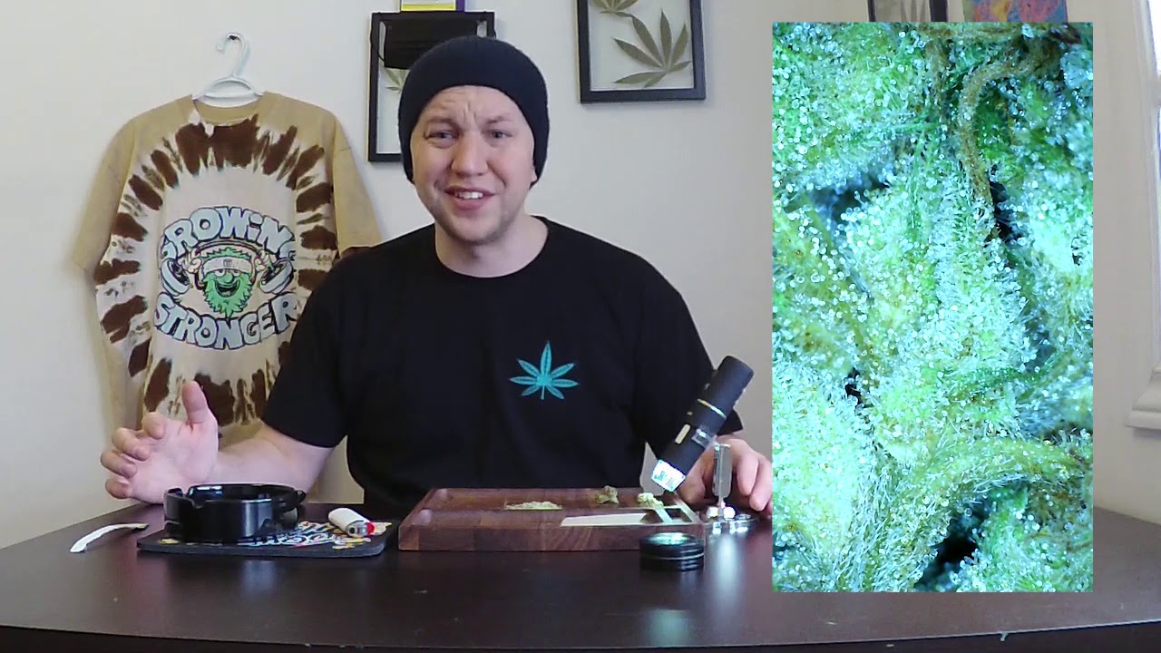 Steel City Green - Chocolate Mint OG Review ( Educational/Consumer Awareness)