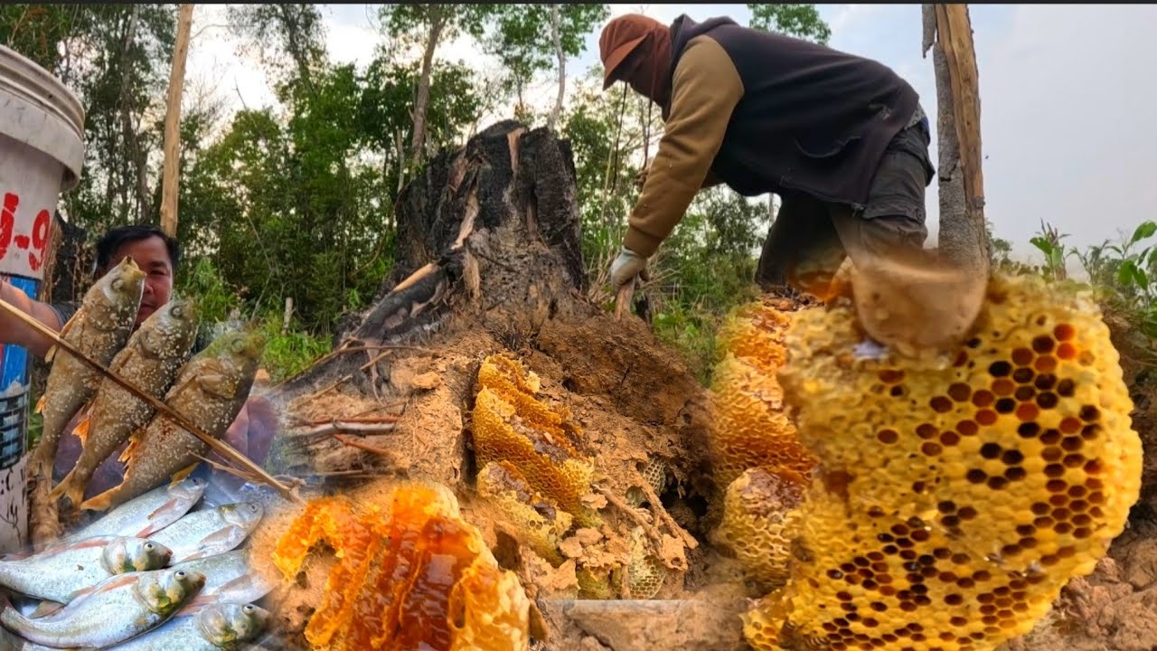 ไปเอาผึ้งแบบไม่ต้องใช้ไฟ 19 มีนาคม ค.ศ. 2026