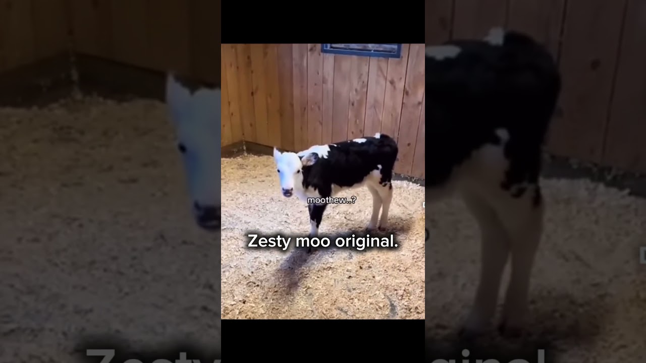 The zesty moo, original video.