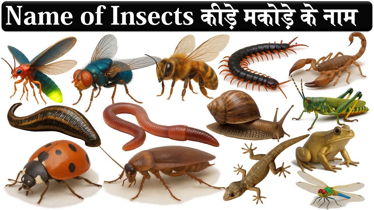 Insect Name in Hindi and English with pdf | कीड़े मकोड़े के नाम हिन्दी और इंग्लिश में  #insect